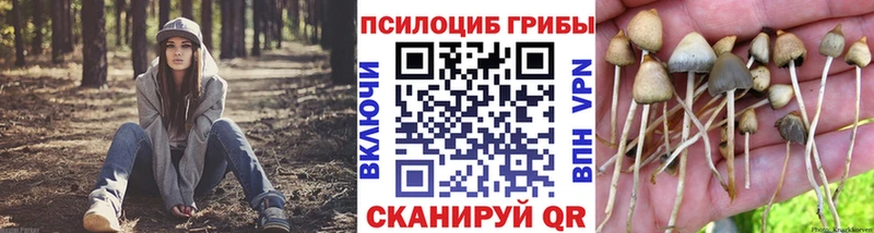 купить наркоту Ершов МЕГА как зайти Галлюциногенные грибы MAGIC MUSHROOMS